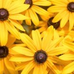Black Eyed Susan Seeds - Non-GMO, USA Grown