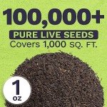 Extra Large Black Eyed Susan Seeds Packet