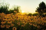 Black Eyed Susan Seeds - 5000 Non-GMO Seeds