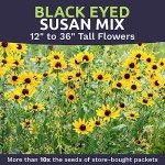 Extra Large Black Eyed Susan Seeds Packet