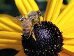 Black Eyed Susan Seeds - 5000 Non-GMO Seeds
