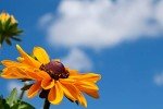 Black Eyed Susan Seeds - 5000 Non-GMO Seeds