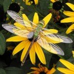 Black Eyed Susan Seeds - Non-GMO, USA Grown