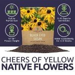 Extra Large Black Eyed Susan Seeds Packet