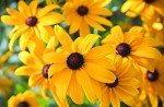 Black Eyed Susan Seeds - 5000 Non-GMO Seeds
