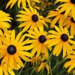 Black Eyed Susan Seeds - Non-GMO, USA Grown