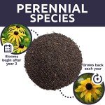 Extra Large Black Eyed Susan Seeds Packet