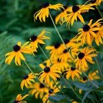 Black Eyed Susan Live Plants - 2 Pack