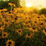 Black Eyed Susan Seeds - Non-GMO, USA Grown