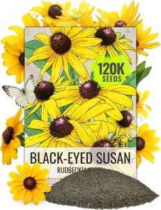 Black Eyed Susan Seeds - 120,000+ Perennial Blooms