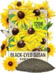 Black Eyed Susan Seeds - 120,000+ Perennial Blooms
