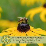 Black Eyed Susan Live Plants - 2 Pack