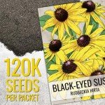Black Eyed Susan Seeds - 120,000+ Perennial Blooms