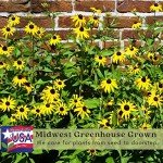 Black Eyed Susan Live Plants - 2 Pack