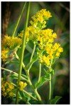 Goldenrod Seed Packet (Solidago rigida)