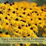 Black Eyed Susan Live Plants - 2 Pack