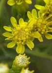 Goldenrod Seed Packet for Vibrant Backyards