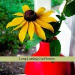 Black Eyed Susan Live Plants - 2 Pack