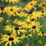 Black Eyed Susan Seeds - 120,000+ Perennial Blooms