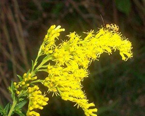 Goldenrod Perennial Plant Starts for All Soil Types