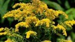 12 Live Goldenrod Root Plants for Your Garden