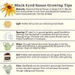 Black Eyed Susan Live Plants - 2 Pack