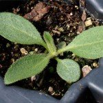 Black Eyed Susan Seeds - 120,000+ Perennial Blooms
