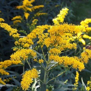Goldenrod Seeds for Planting - 50 Seeds