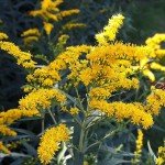 Goldenrod Seeds for Planting - 50 Seeds