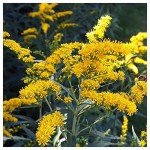 Old Field Goldenrod Wildflower Seeds - 2000 Pack