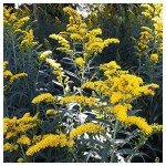 Old Field Goldenrod Wildflower Seeds - 2000 Pack