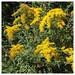 Old Field Goldenrod Wildflower Seeds - 2000 Pack