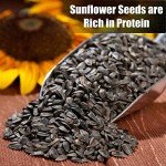 Black Oil Sunflower Seeds for Wild Birds - 12 lbs