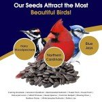 Bangerz Sunz Black Oil Sunflower Seeds for Birds