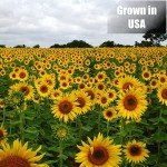 Black Oil Sunflower Seeds for Wild Birds - 12 lbs