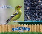 Backyard Black Oil Sunflower Seeds for Wild Birds