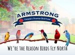 Armstrong Black Oil Sunflower Bird Seed, 25 lbs