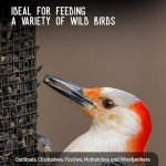 Premium Bird Seed Mix for Outdoor Feeders - 25 lb