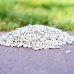 Safflower Seed for Backyard Birds - 10 Pounds