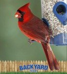 Premium Safflower Bird Seed for Backyard Birds 20 lb