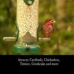 Safflower Seed for Backyard Birds - 10 Pounds