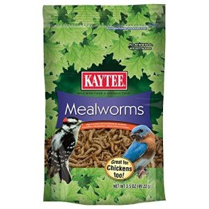 Mealworms Wild Bird Food for Bluebirds and More