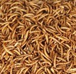 Premium 10lbs Dried Mealworms for Chickens & Birds