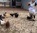 Premium 10lbs Dried Mealworms for Chickens & Birds