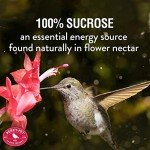 Perky-Pet Hummingbird Nectar Concentrate, 32 oz