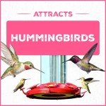 Pennington Ready-to-Use Hummingbird Food, 64 oz