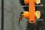 Recycled Double Oriole Fruit Stick Feeder