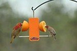 Kettle Moraine Single Oriole Fruit Stick Feeder