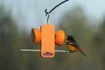 Kettle Moraine Single Oriole Fruit Stick Feeder