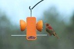 Kettle Moraine Single Oriole Fruit Stick Feeder